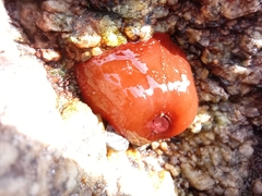 Actinia equina