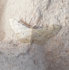 Idaea politaria