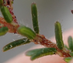 Erica radicans