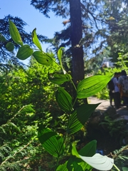 Streptopus amplexifolius