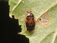 Deraeocoris lutescens