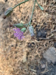 Stephanomeria lactucina