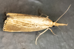 Agriphila vulgivagellus