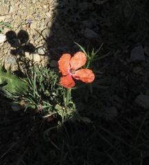 Papaver dubium