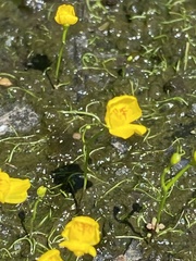 Utricularia gibba