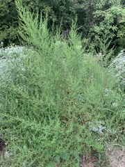 Artemisia annua