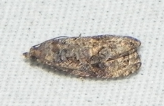 Endothenia hebesana