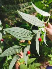 Streptopus amplexifolius