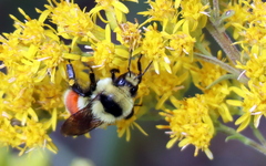 Bombus