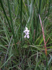 Spiranthes