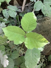 Toxicodendron