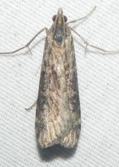 Nomophila nearctica