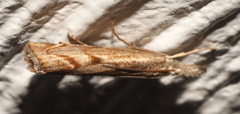 Agriphila geniculea