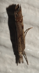 Agriphila geniculea