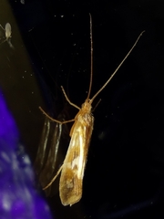 Limnephilus