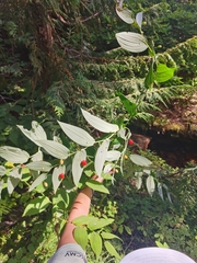 Streptopus amplexifolius