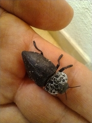 Capnodis tenebrionis