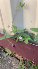 Strophostyles leiosperma