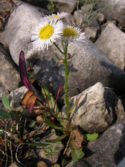 Erigeron