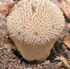 Lycoperdon echinatum