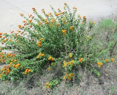 Lantana urticoides