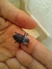 Capnodis tenebrionis