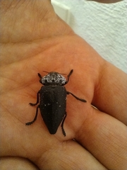 Capnodis tenebrionis