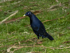 Ptilonorhynchus violaceus