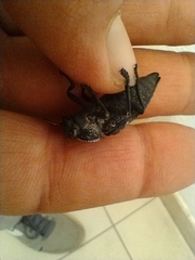 Capnodis tenebrionis