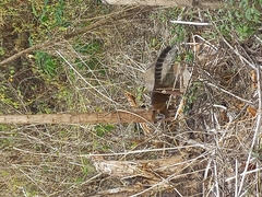Nasua nasua