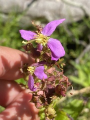Rhexia virginica