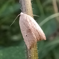 Coelostathma discopunctana