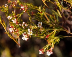 Diosma