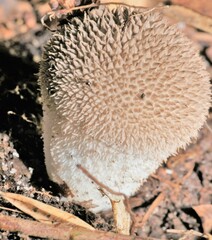 Lycoperdon echinatum