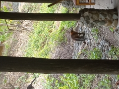 Nasua nasua