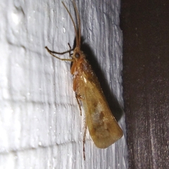 Limnephilus
