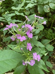 Phlox