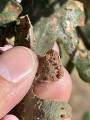 Neuroterus saltatorius