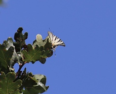 Iphiclides podalirius