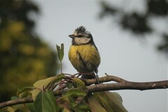 Cyanistes caeruleus caeruleus