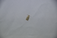 Scythropiodes issikii