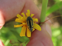 Acmaeodera scalaris