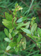 Chamaedaphne calyculata