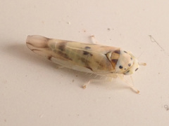 Linnavuoriana decempunctata