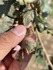 Neuroterus saltatorius