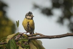 Cyanistes caeruleus caeruleus