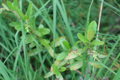Chamaedaphne calyculata