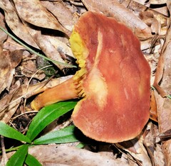 Phylloporus