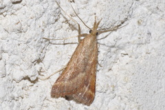 Synaphe punctalis