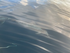 Stenella frontalis